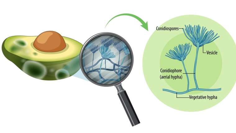 What is Aspergillus Galactomannan