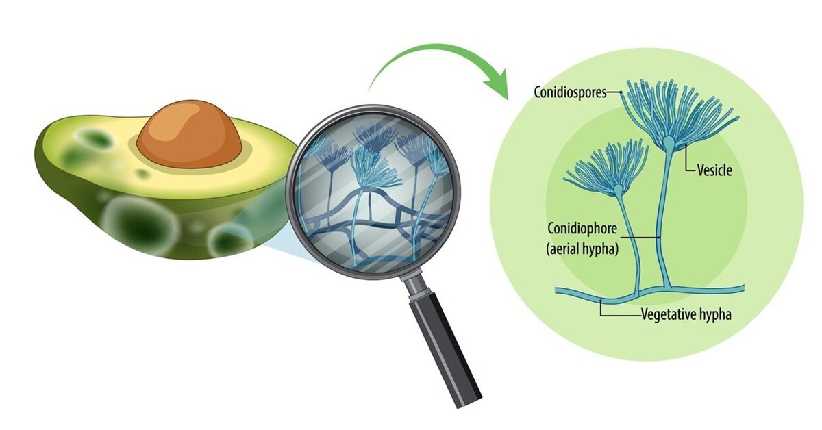 What is Aspergillus Galactomannan